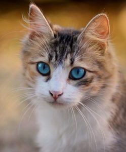 Kunnen katten aanvoelen als iemad sterft?